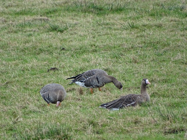 他的场均得 他的场均得