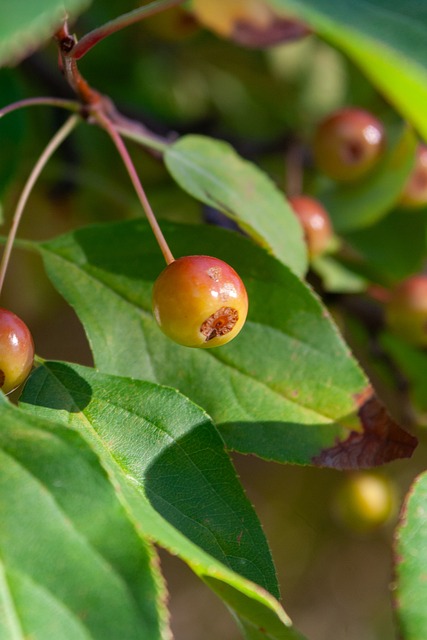 赛事的发展 赛事的发展