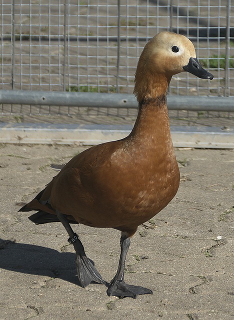 为重要 为重要